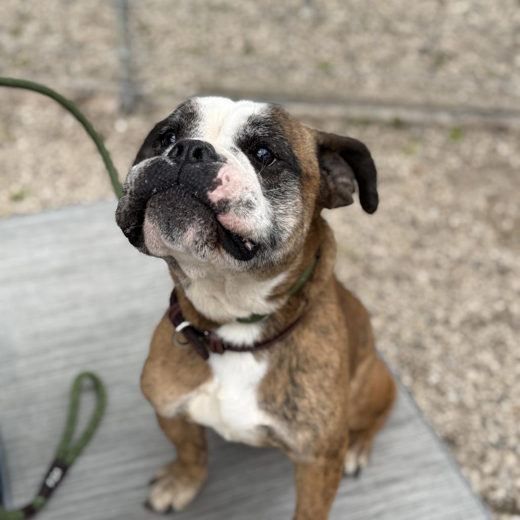 Bravo, a Adoptable mixed breed in Madison, WI image 3/4