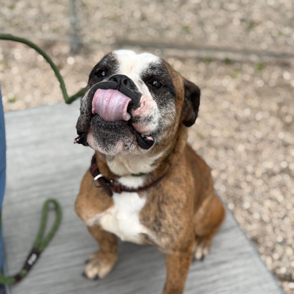 Bravo, a Adoptable mixed breed in Madison, WI image 4/4