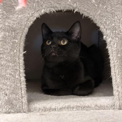 Mistletoe, adopted, Kitten Female Domestic Short Hair.