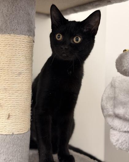 Enlarge Mistletoe, an adopted Domestic Short Hair in Annapolis, MD image 2/3