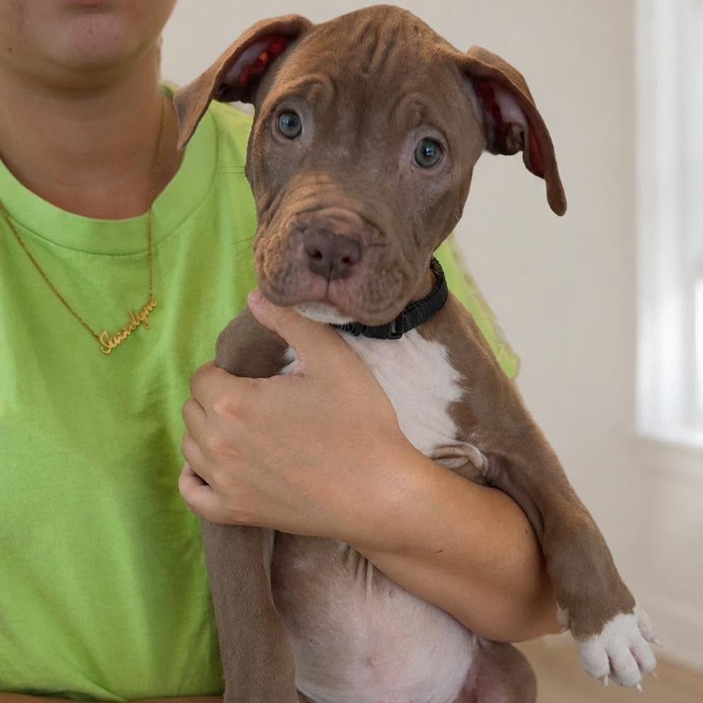 Enlarge Cashew, a Adoptable mixed breed in Tampa, FL image 2/3