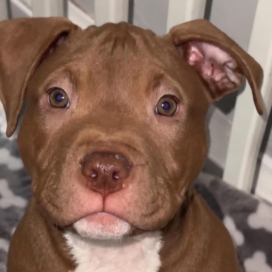 Enlarge Cashew, a Adoptable mixed breed in Tampa, FL image 3/3