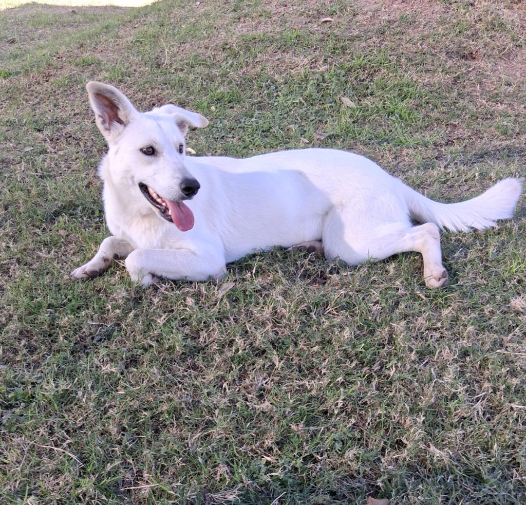 Yam, Adoptable, Young Female Labrador Retriever.