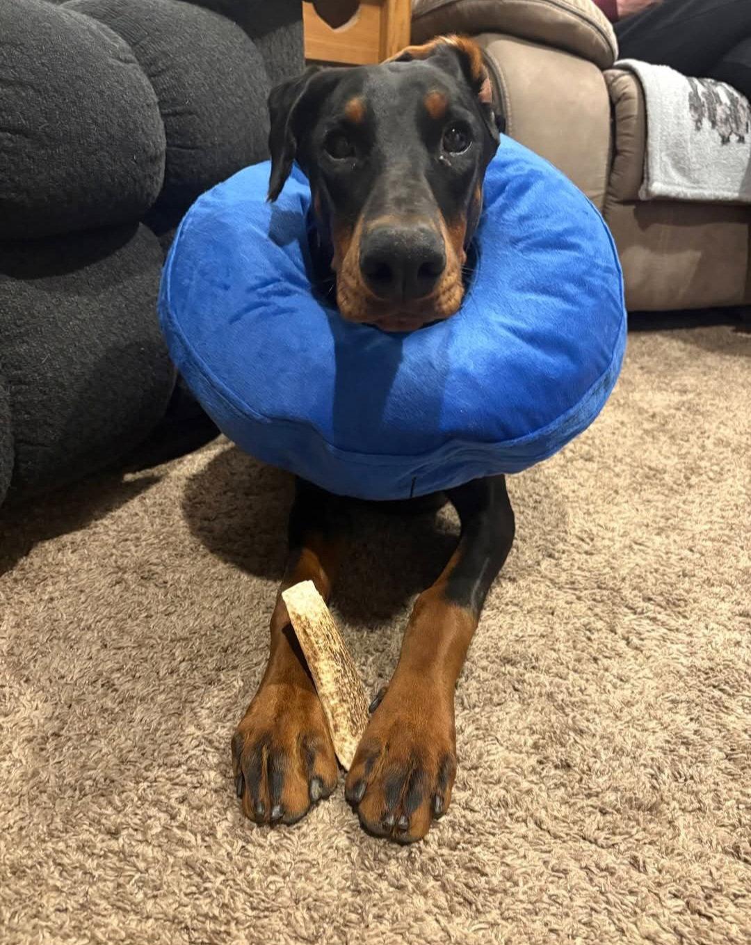 Trooper, Adopted, Young Male Doberman Pinscher.