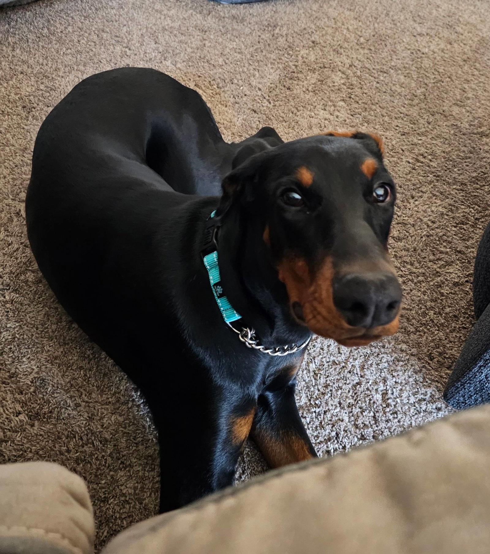 Trooper, Adoptable, Young Male Doberman Pinscher.