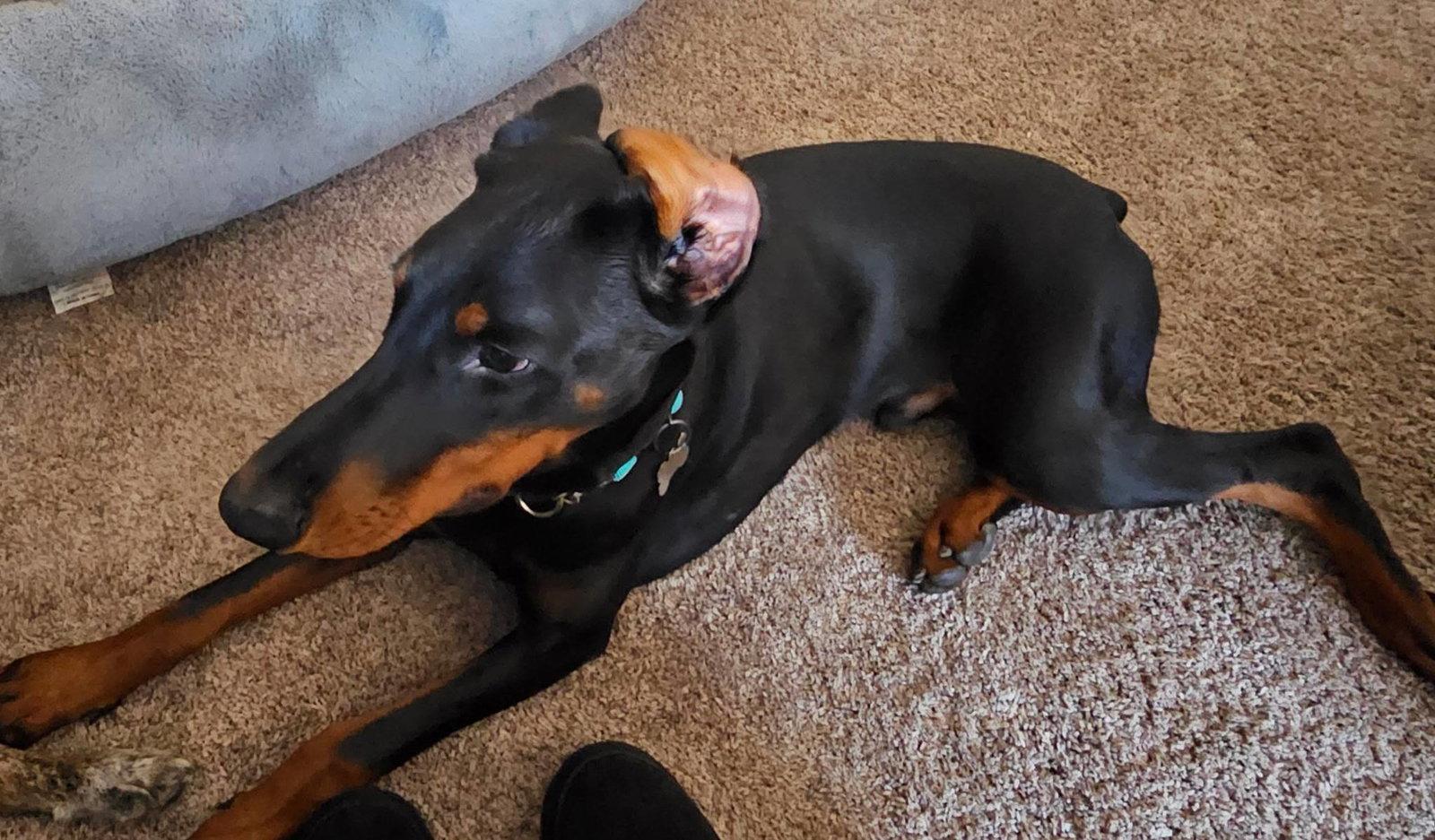 Enlarge Trooper, a Adoptable Doberman Pinscher in Buffalo, MN image 3/3