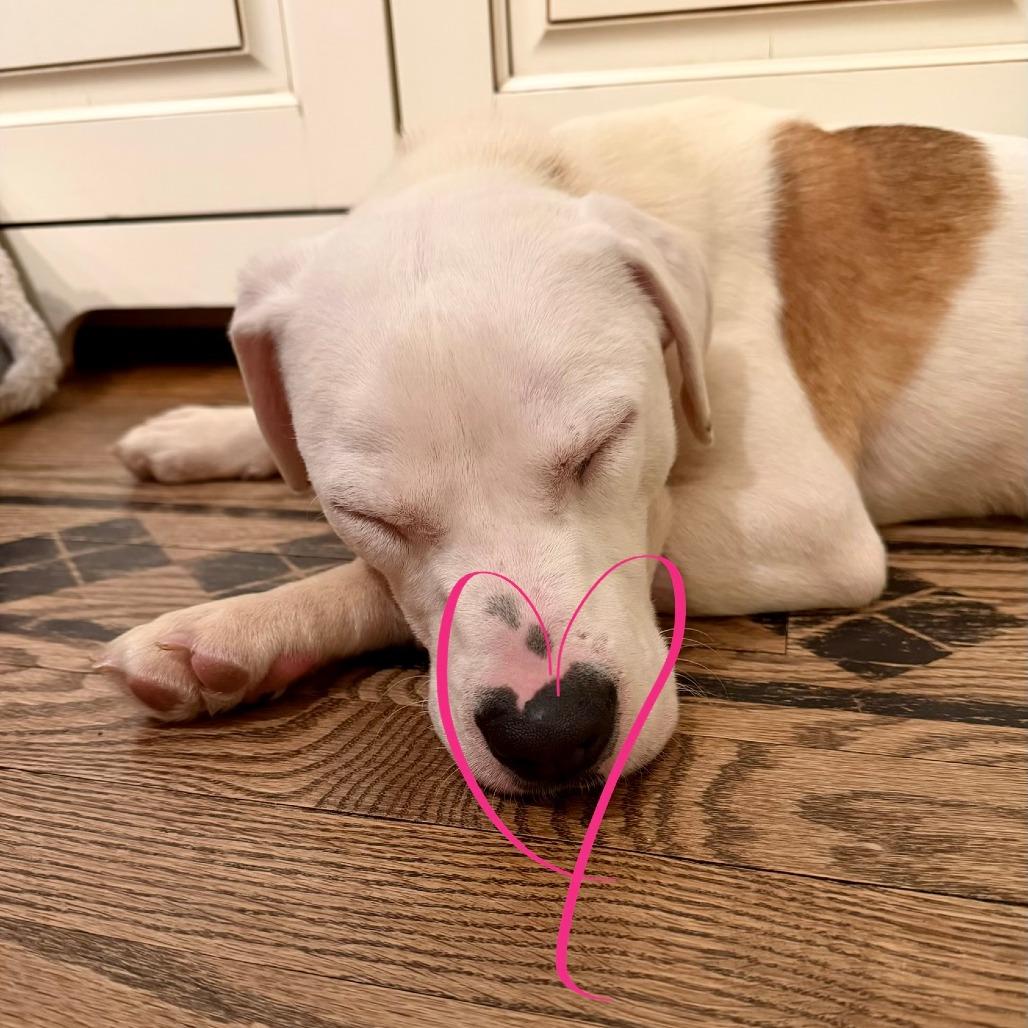 Enlarge olive, a Adoptable mixed breed in Jarrettsville, MD image 1/6