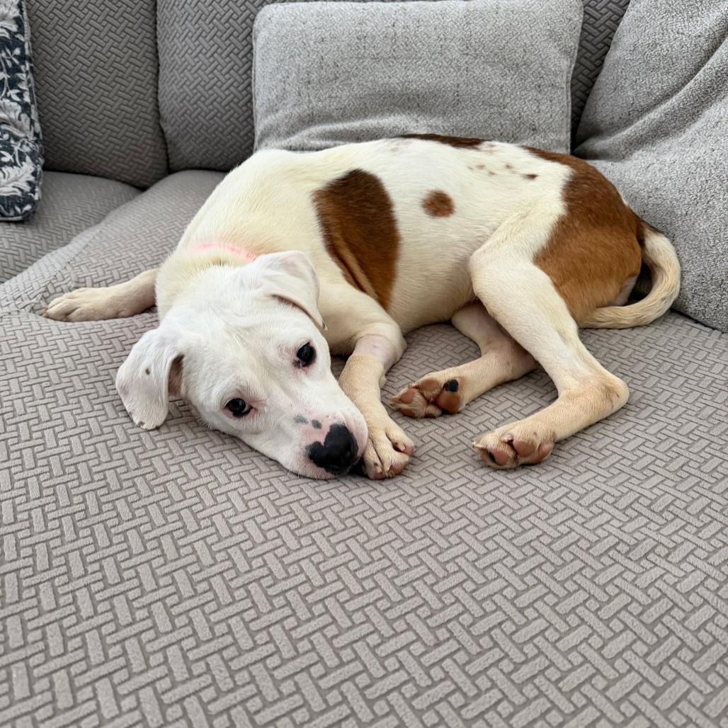 Enlarge olive, a Adoptable mixed breed in Jarrettsville, MD image 3/6