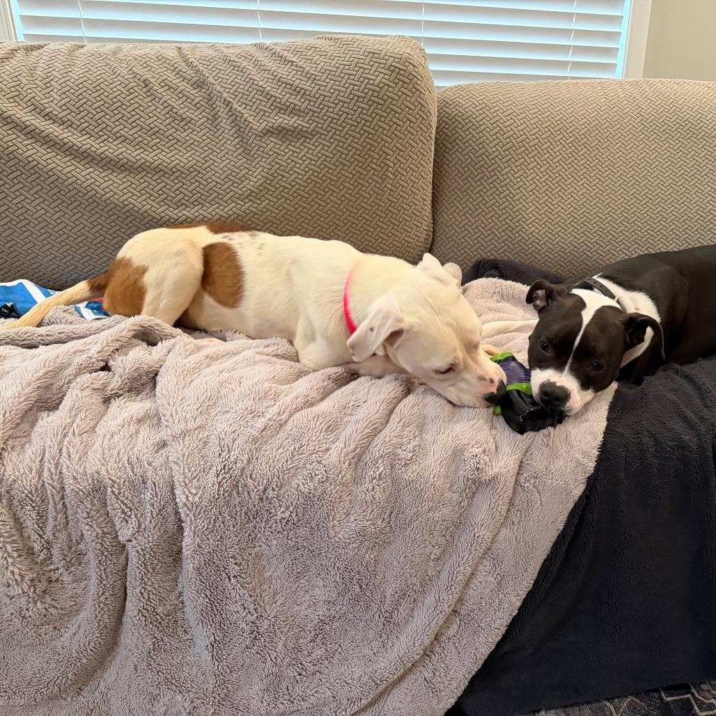 Enlarge olive, a Adoptable mixed breed in Jarrettsville, MD image 4/6