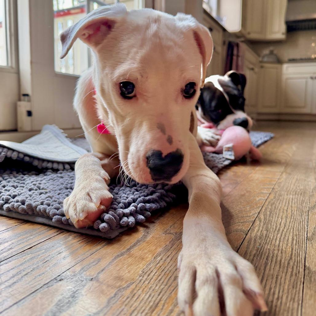 Enlarge olive, a Adoptable mixed breed in Jarrettsville, MD image 5/6