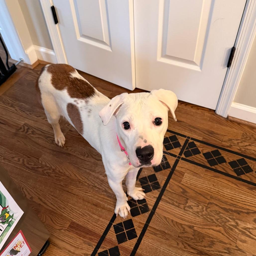 Enlarge olive, a Adoptable mixed breed in Jarrettsville, MD image 6/6