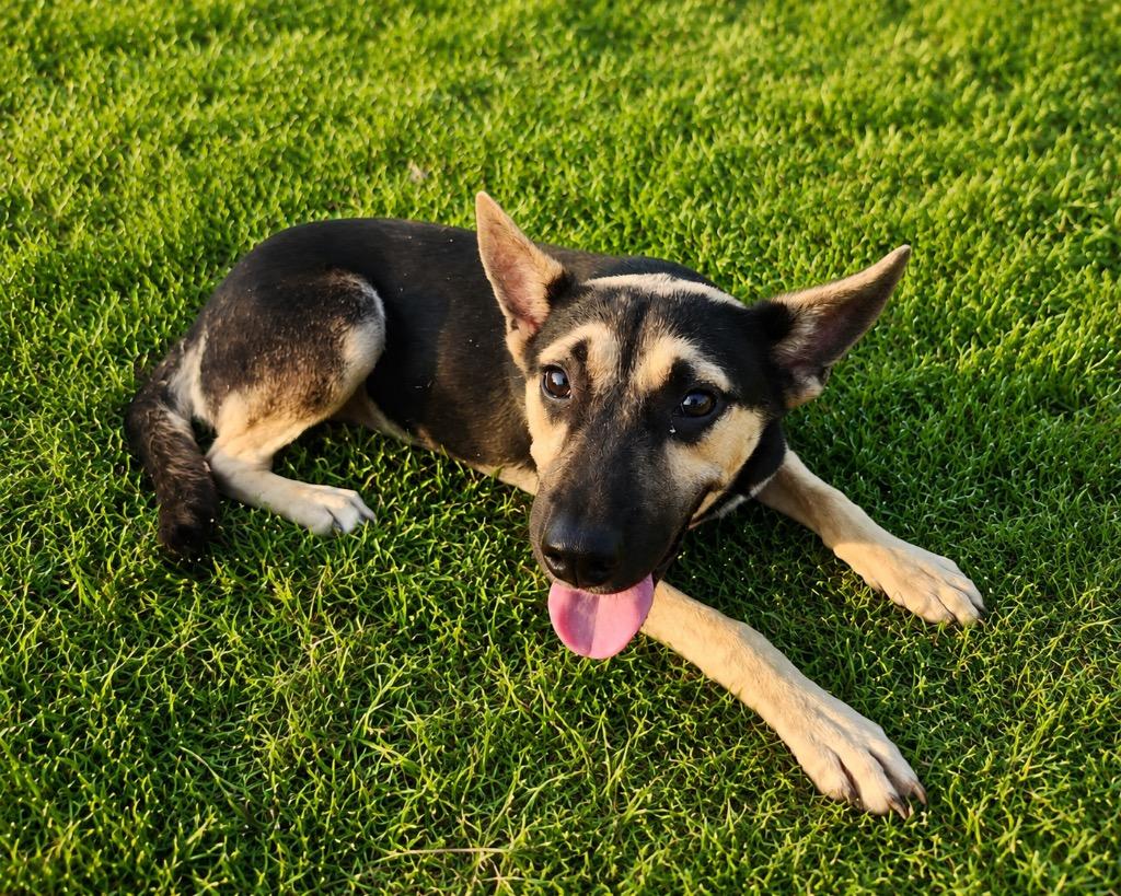 Johnny, Adoptable, Puppy Male Shepherd.