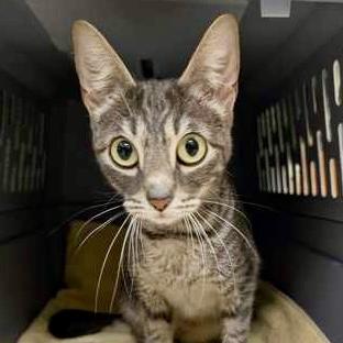 Enlarge Laverna, a Adoptable mixed breed in Burlington, WA image 1/3