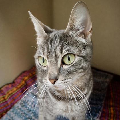 Enlarge Laverna, a Adoptable mixed breed in Burlington, WA image 2/3