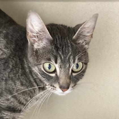 Enlarge Laverna, a Adoptable mixed breed in Burlington, WA image 3/3