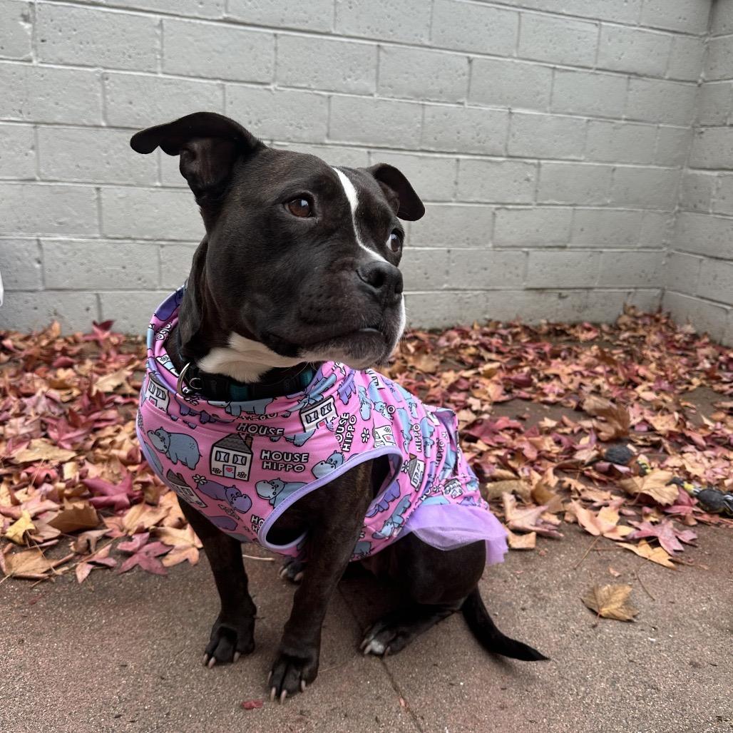 Enlarge Daisy Boo, a Adoptable mixed breed in Sacramento, CA image 2/5