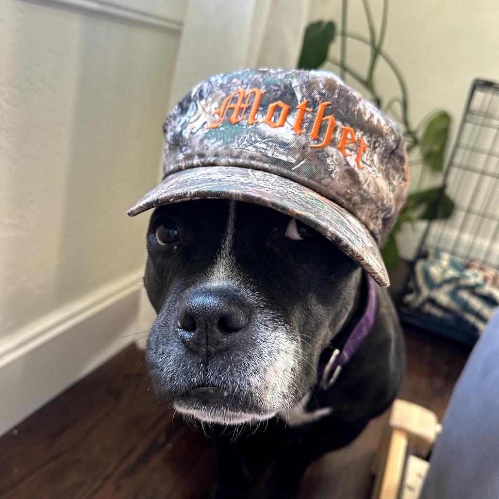 Daisy Boo, Adoptable, Adult Female American Staffordshire Terrier & Pit Bull Terrier.