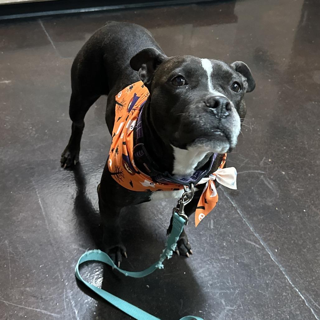 Daisy Boo, Adoptable, Adult Female Boxer & American Staffordshire Terrier.