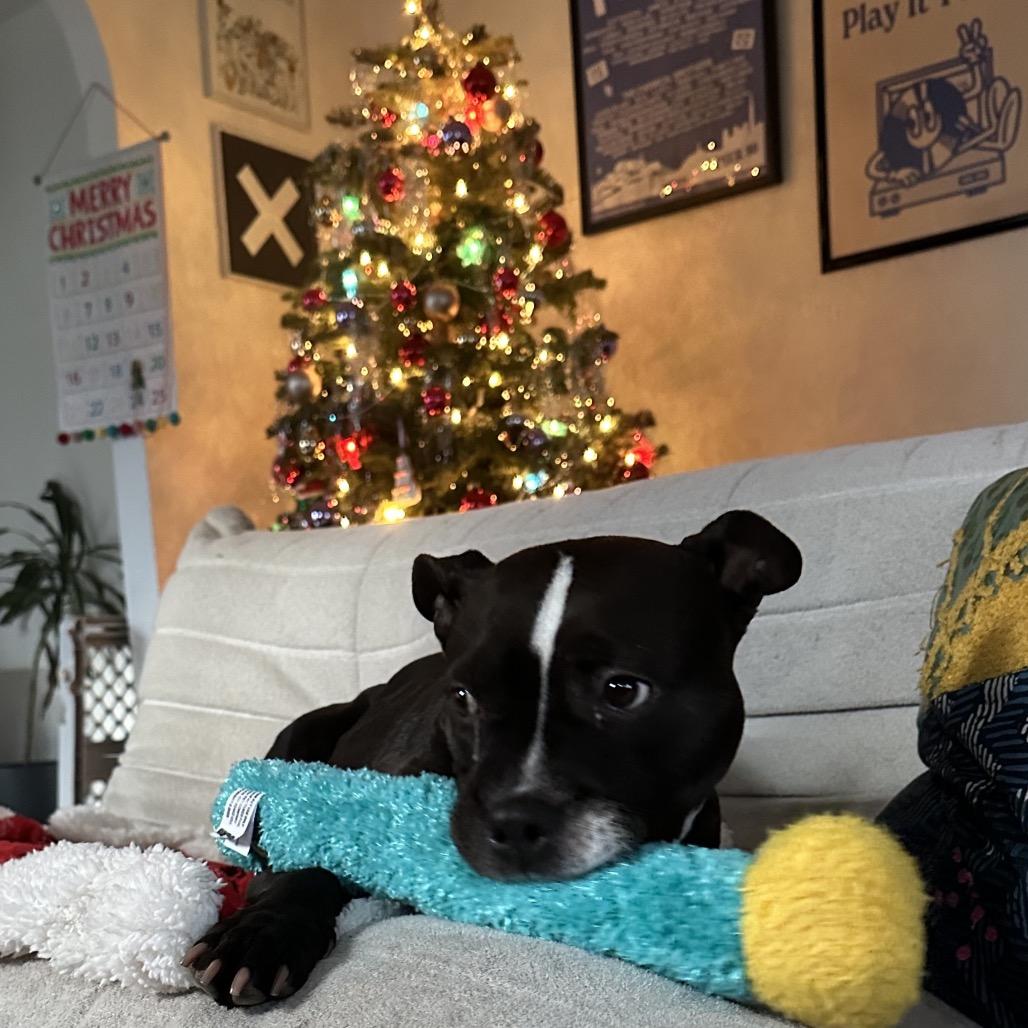 Enlarge Daisy Boo, a Adoptable mixed breed in Sacramento, CA image 4/5