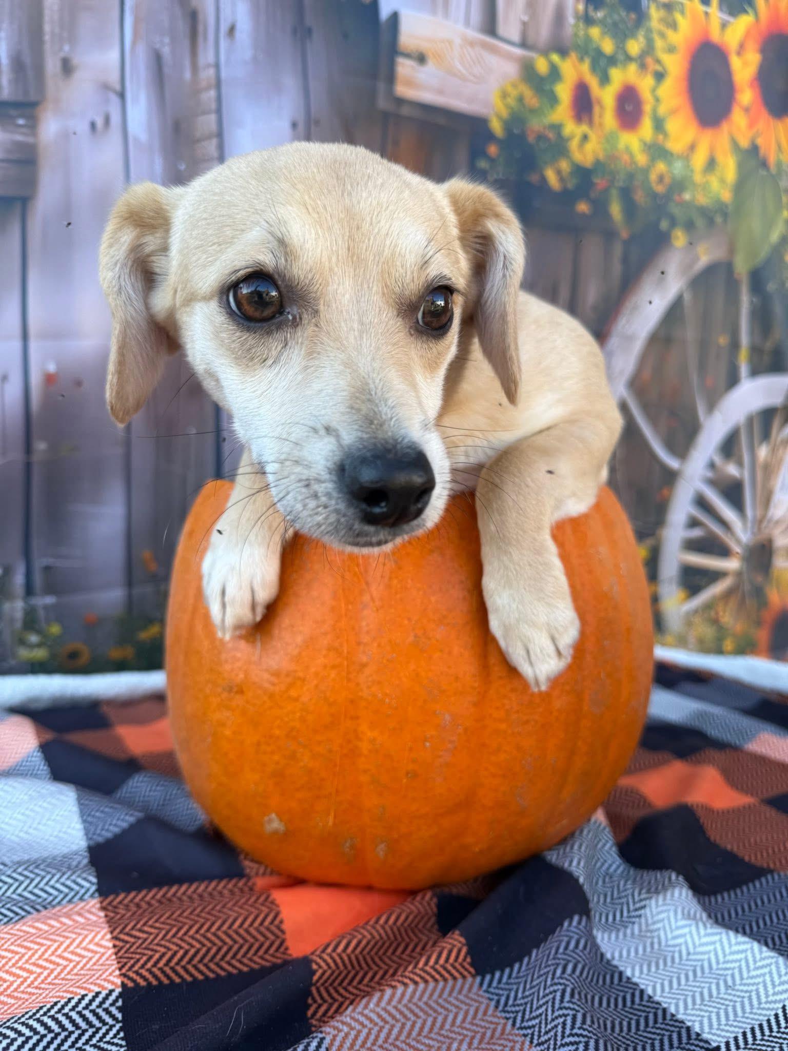 Enlarge Chester, a Adoptable Mixed Breed in Lakeland, GA image 1/1
