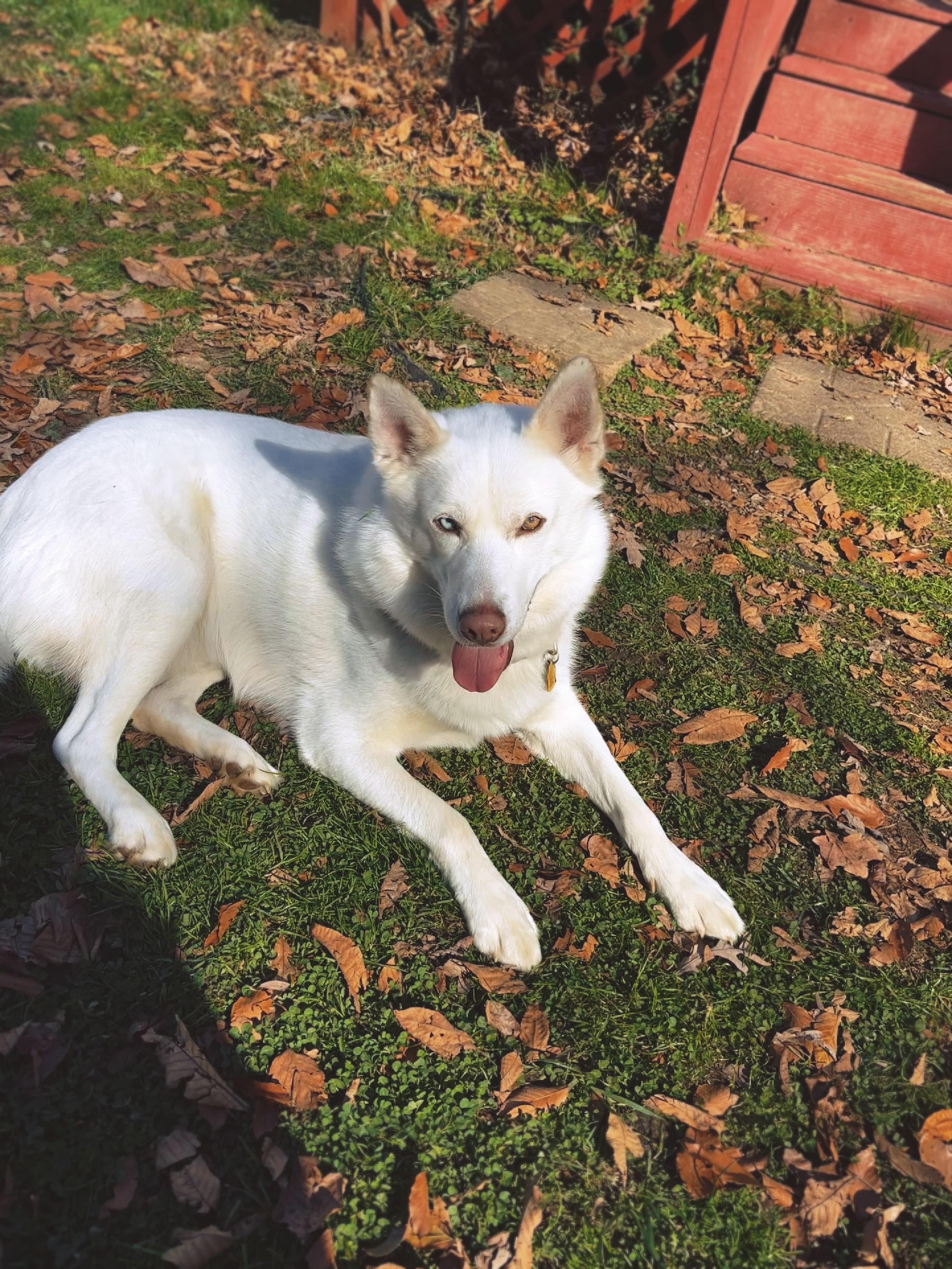 Koda