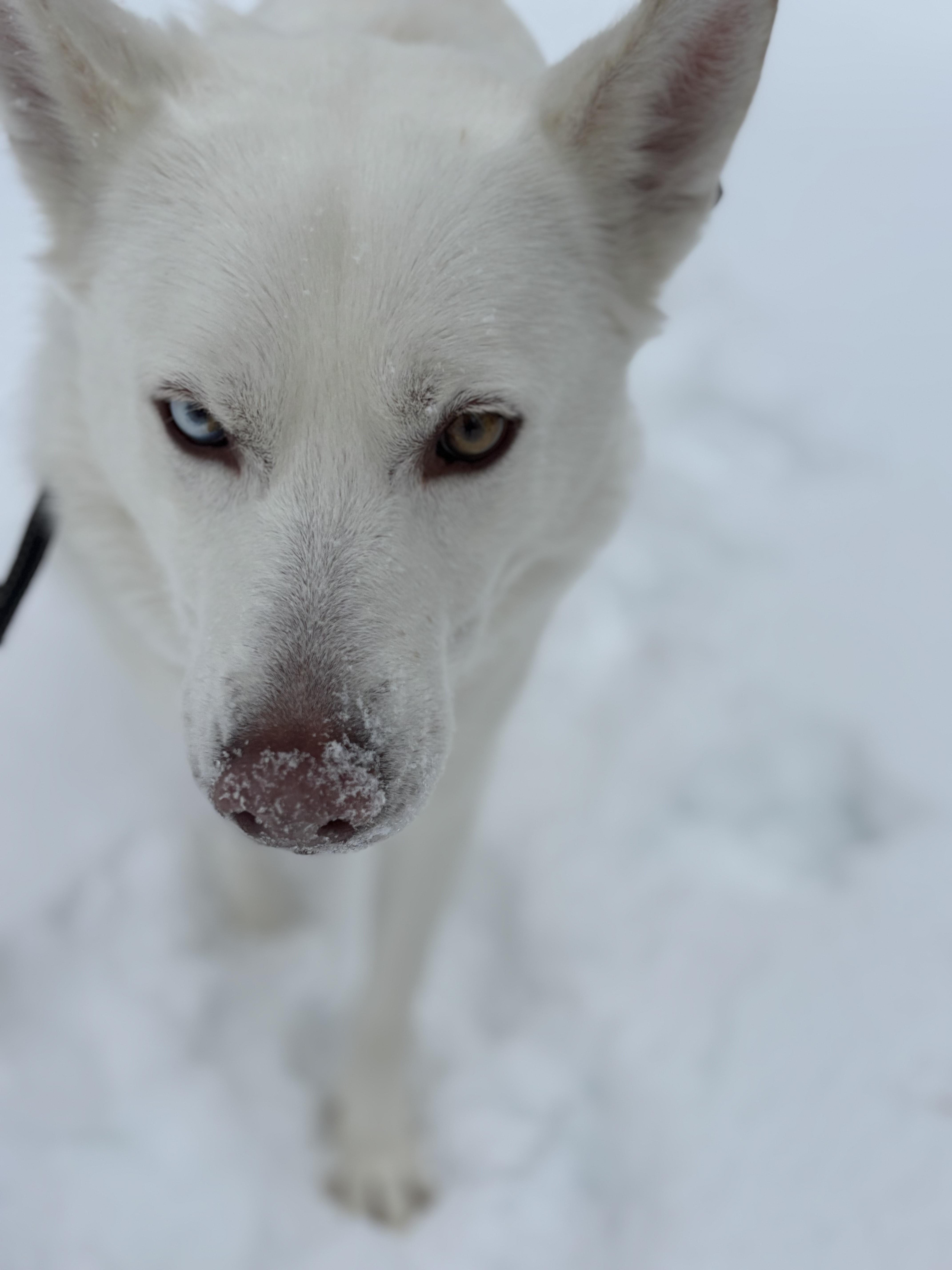 Koda