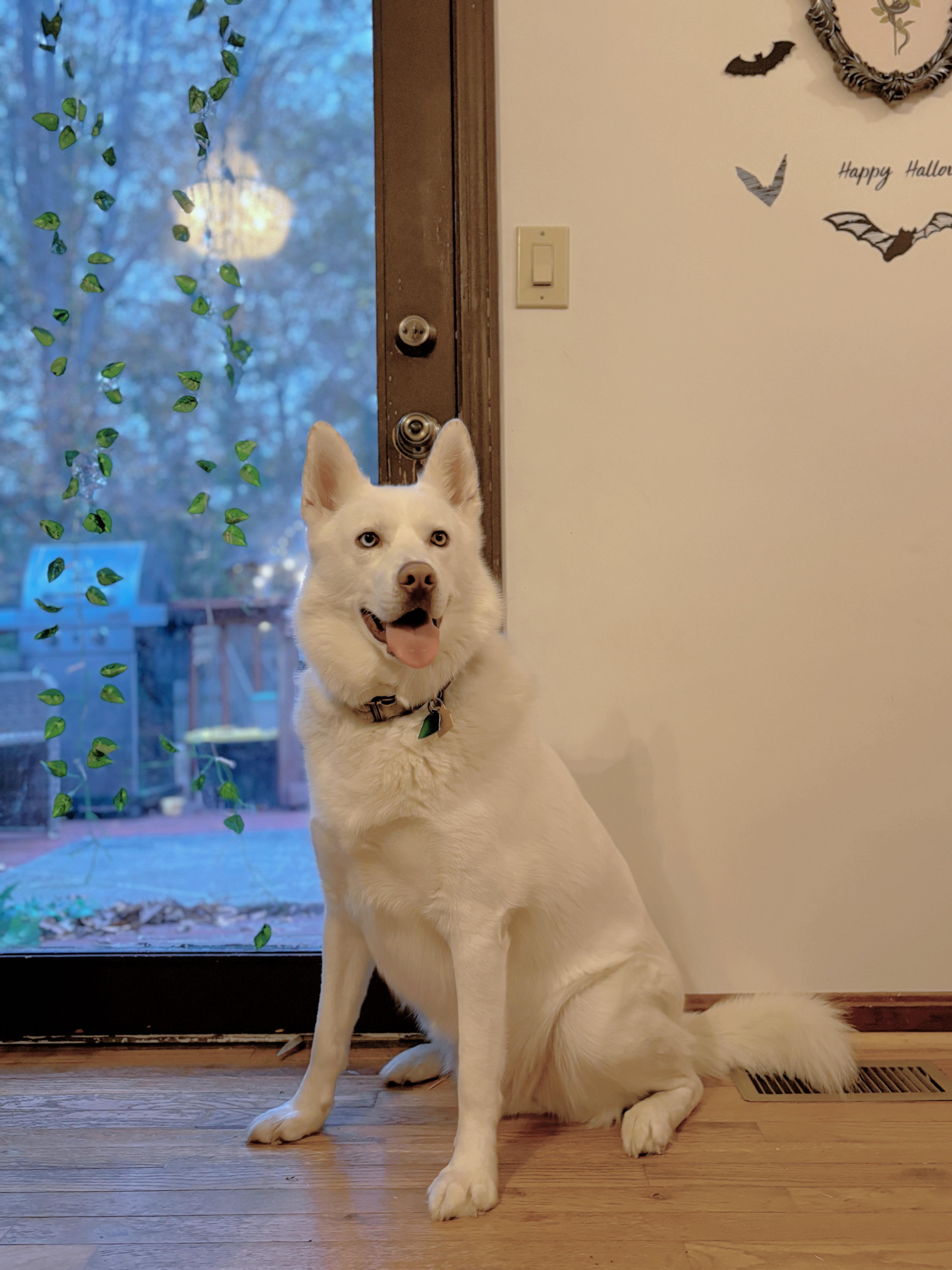 Koda