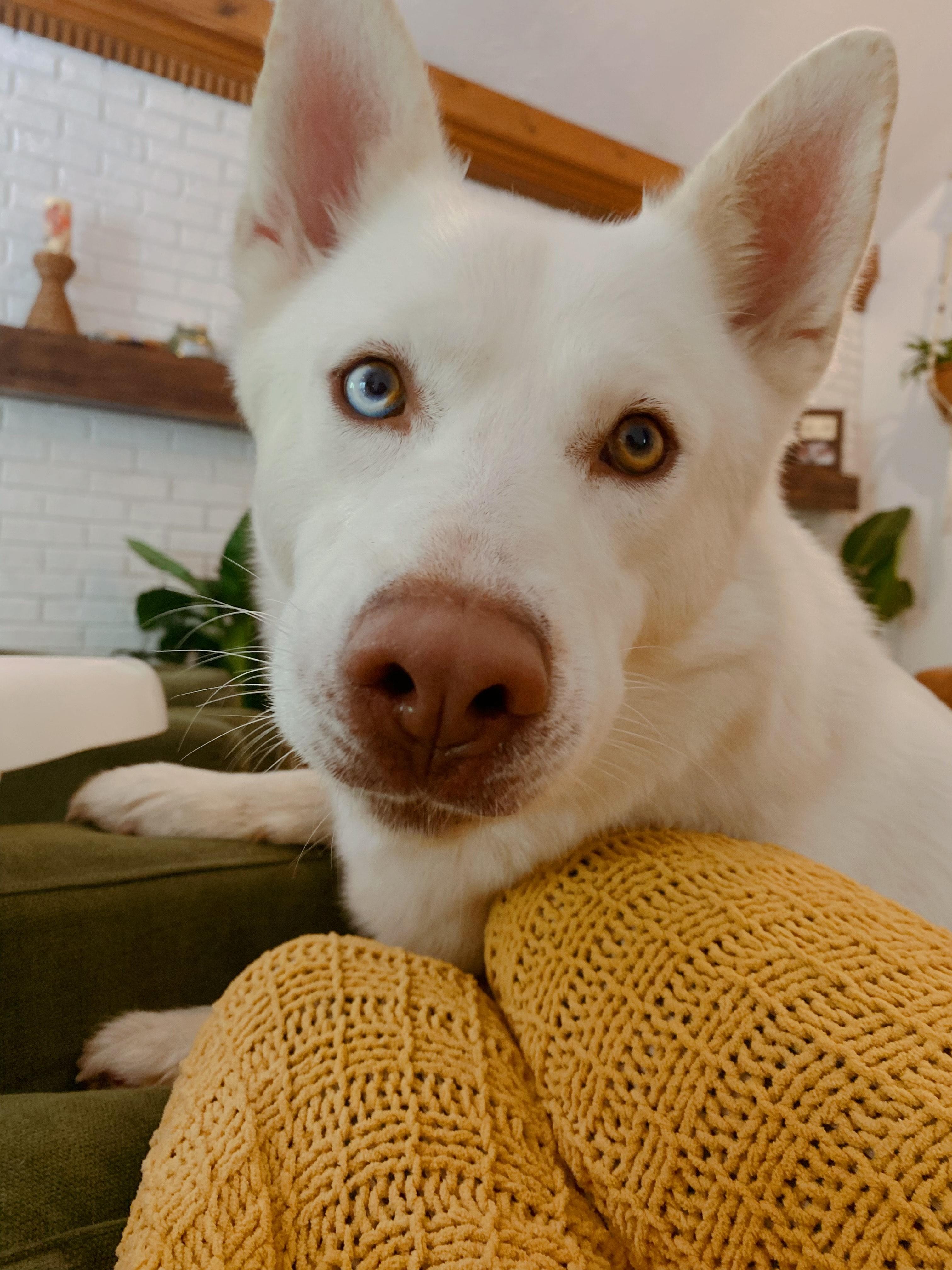 Koda