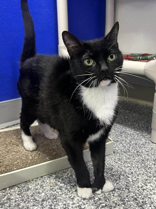 Olive, "Ollie", adopted, Adult Female Domestic Short Hair.