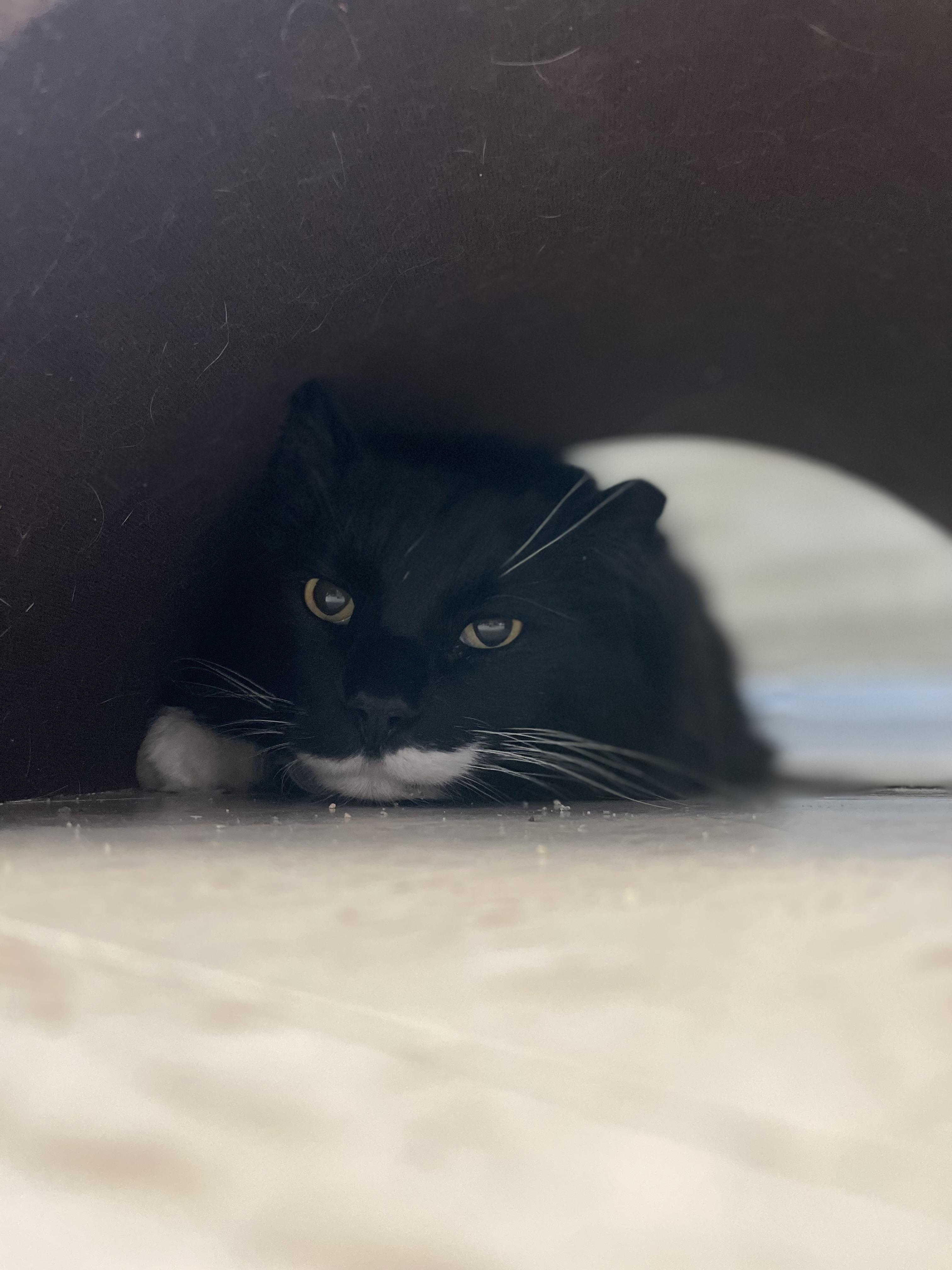 Peppermint, Adopted, Senior Male Domestic Long Hair.