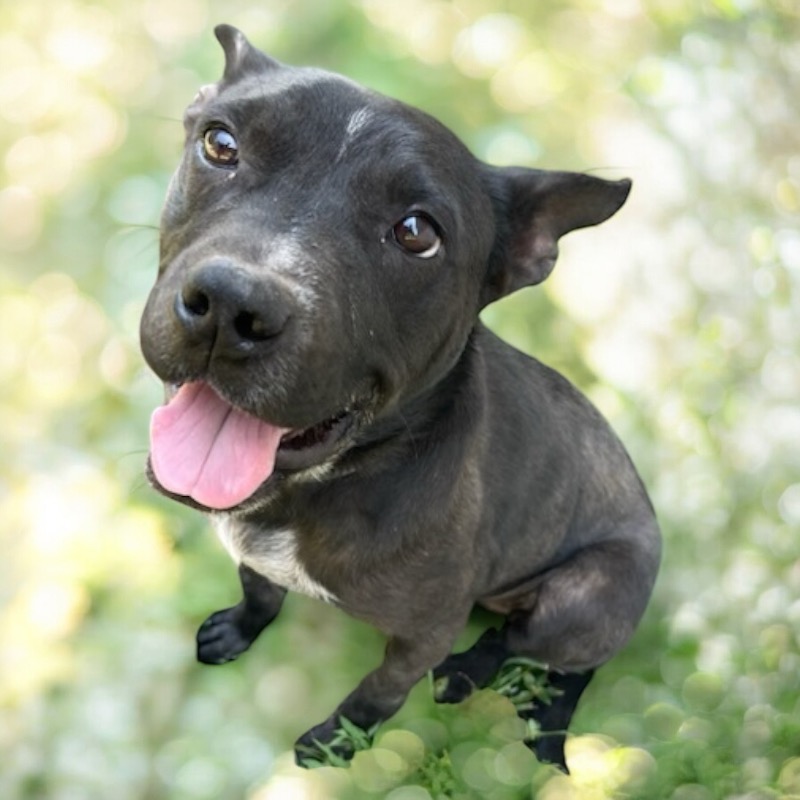 Henry Winston, Adoptable, Young Male American Staffordshire Terrier.