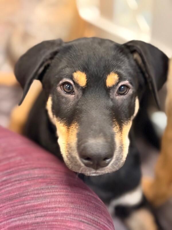 Carl, Adoptable, Puppy Male German Shepherd Dog & Rottweiler.