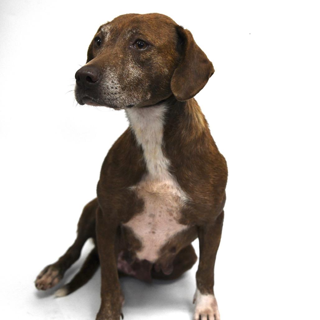 Angel, Adoptable, Senior Female Labrador Retriever.