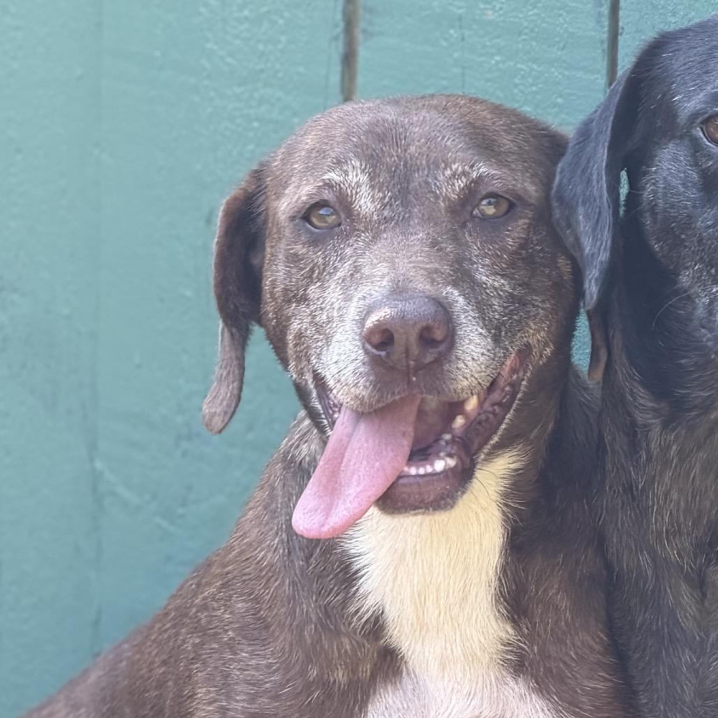 Enlarge Angel, a Adoptable Labrador Retriever in Starkville, MS image 2/6