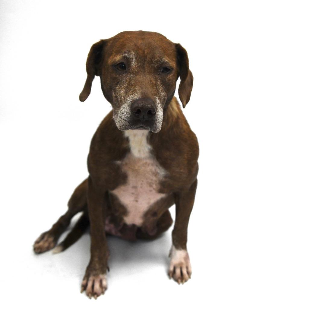 Angel, a Adoptable Labrador Retriever in Starkville, MS image 2/6