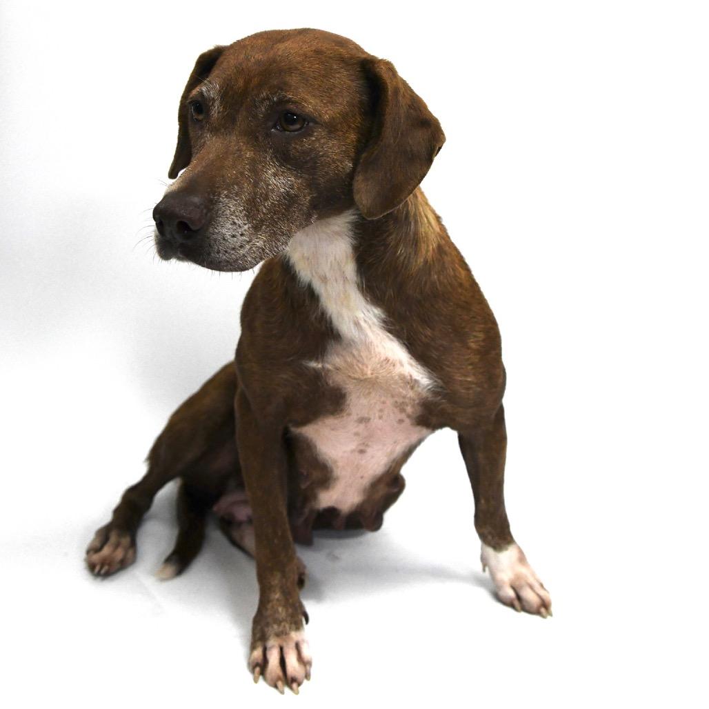 Angel, a Adoptable Labrador Retriever in Starkville, MS image 3/6
