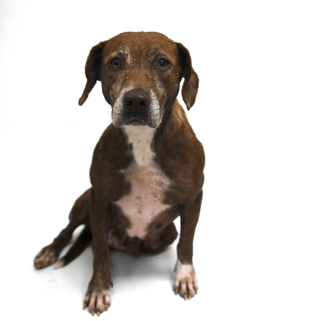 Angel, a Adoptable Labrador Retriever in Starkville, MS image 4/6