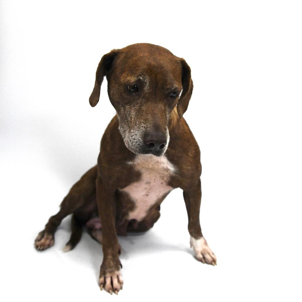 Angel, a Adoptable Labrador Retriever in Starkville, MS image 5/6