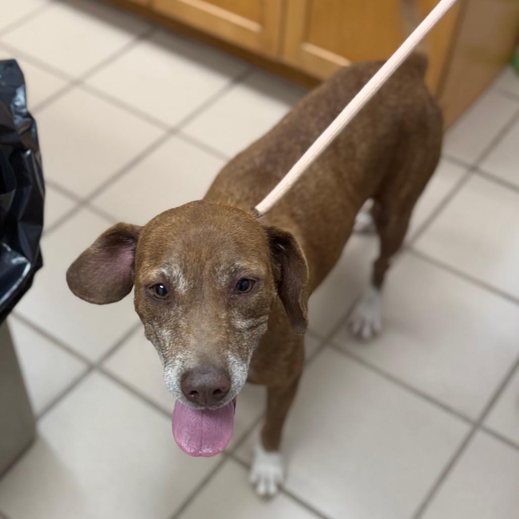 Angel, a Adoptable Labrador Retriever in Starkville, MS image 6/6