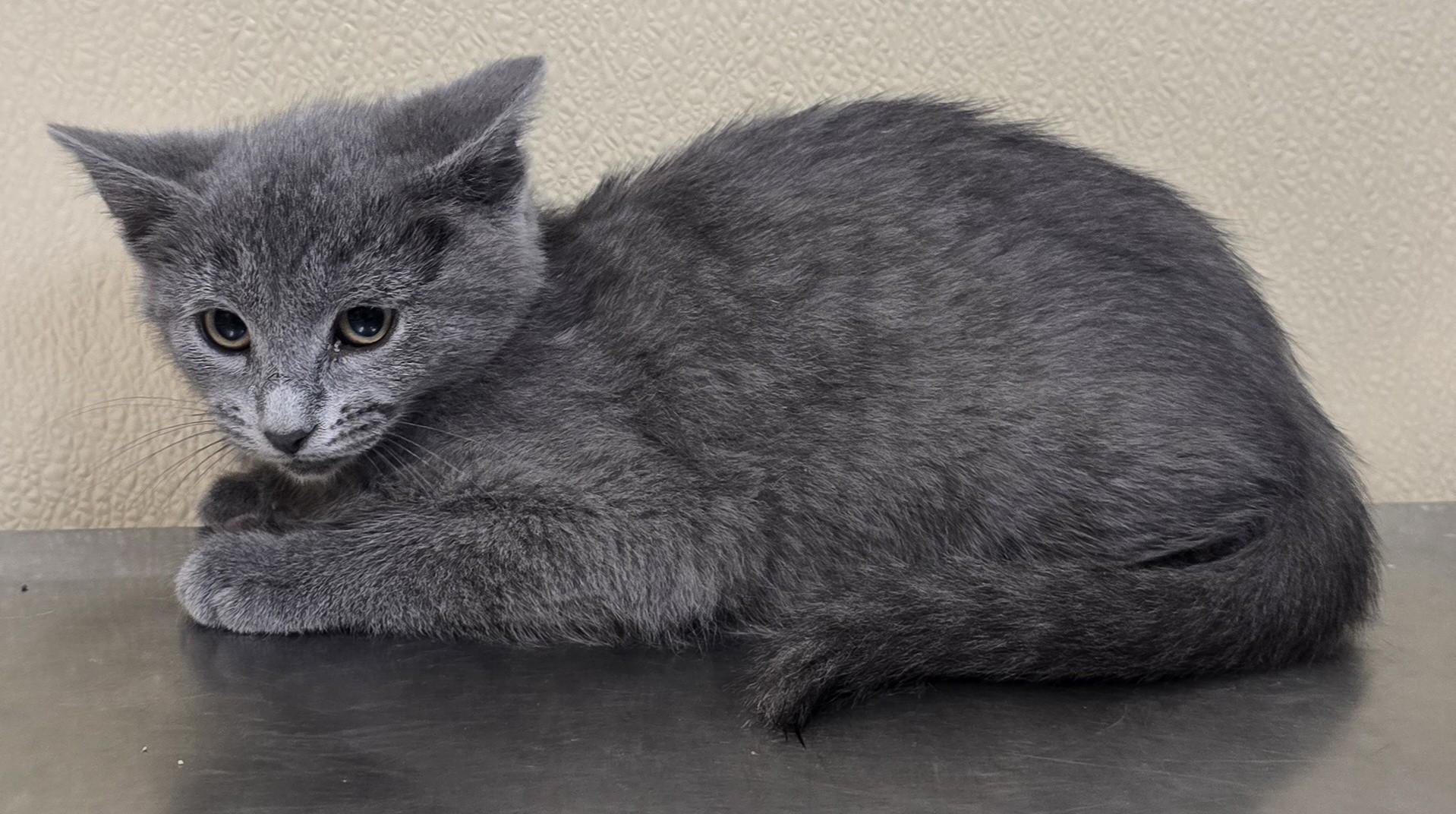 Neko, a Adoptable mixed breed in Brainerd, MN image 2/2