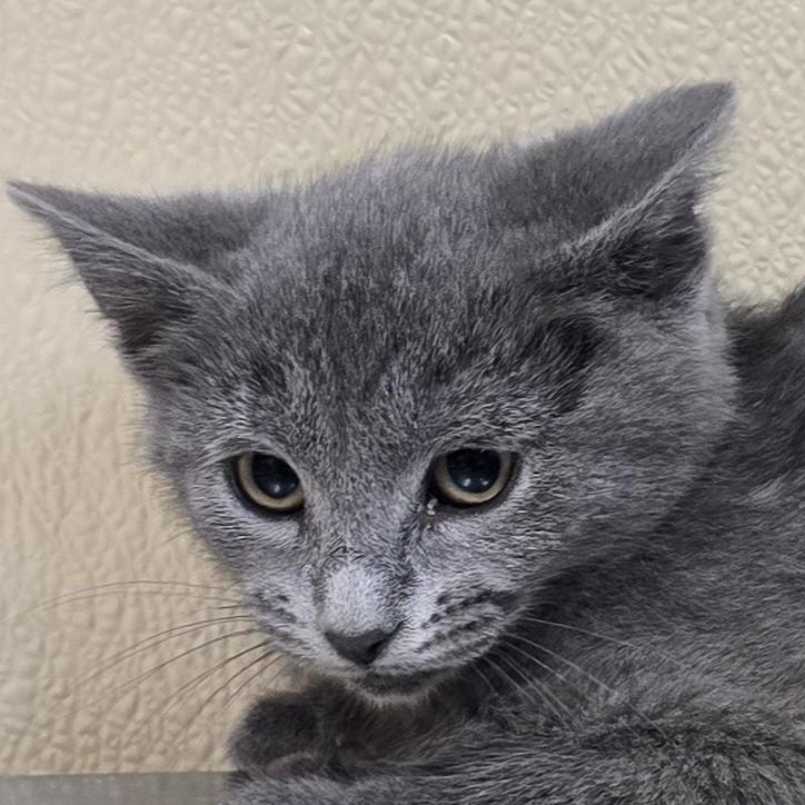 Neko, a Adoptable mixed breed in Brainerd, MN image 1/2