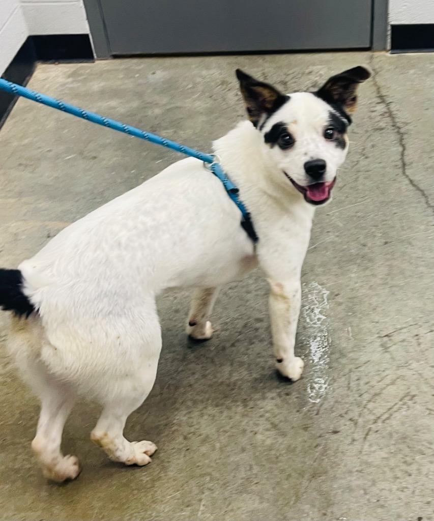 Enlarge Buddy, a Adoptable Mixed Breed in Henderson, NC image 1/1