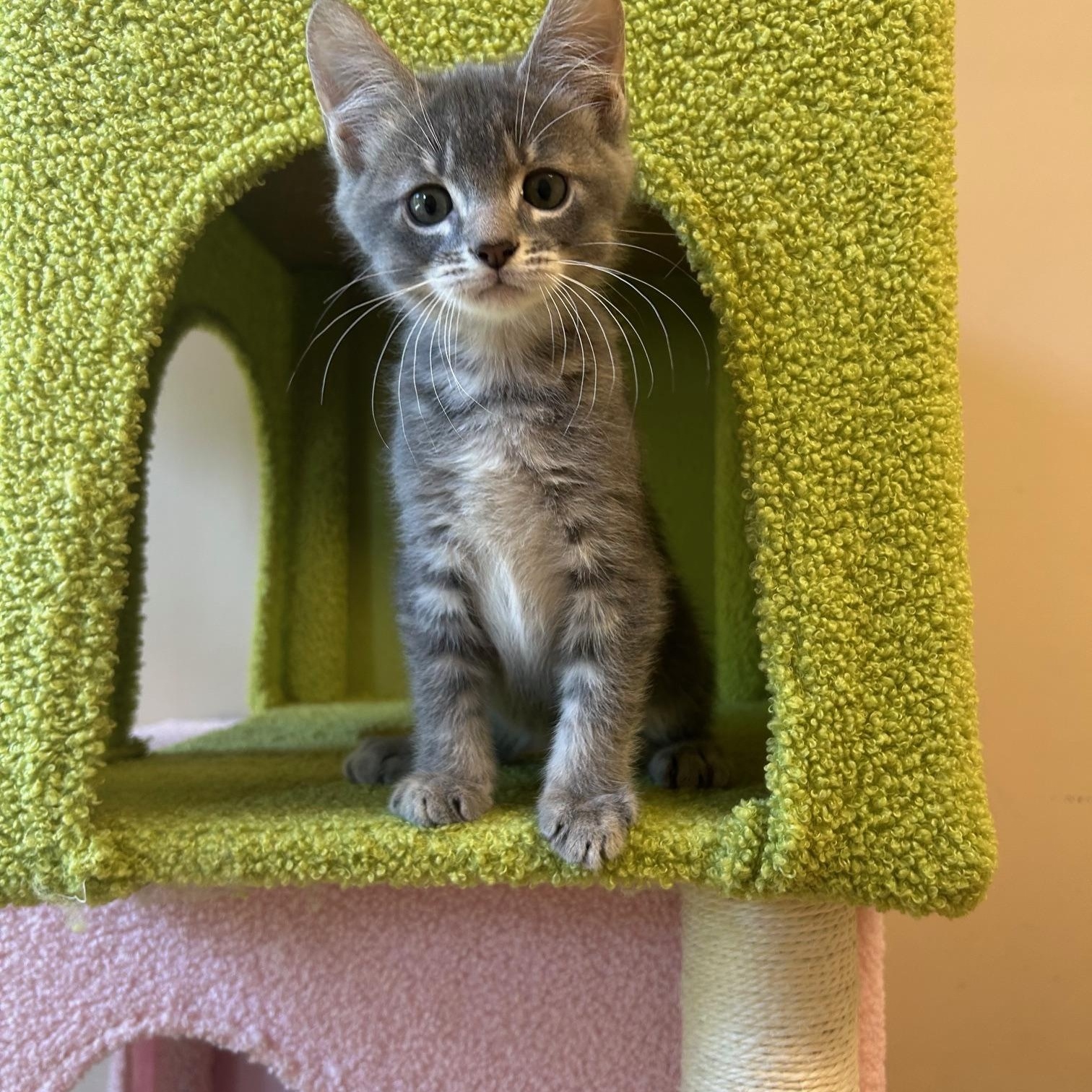 Mark S., Adopted, Kitten Male Domestic Medium Hair.