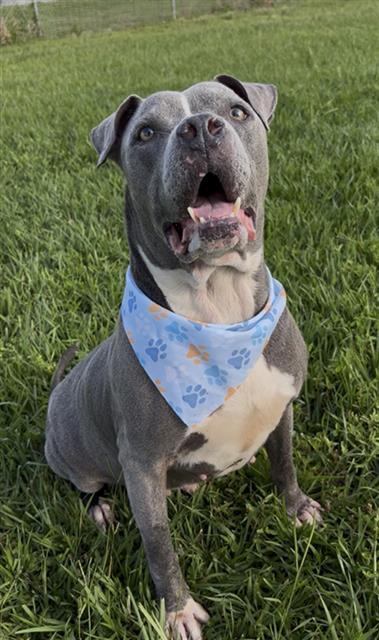 CHUBBS, Adoptable, Adult Male Staffordshire Bull Terrier & Mixed Breed.