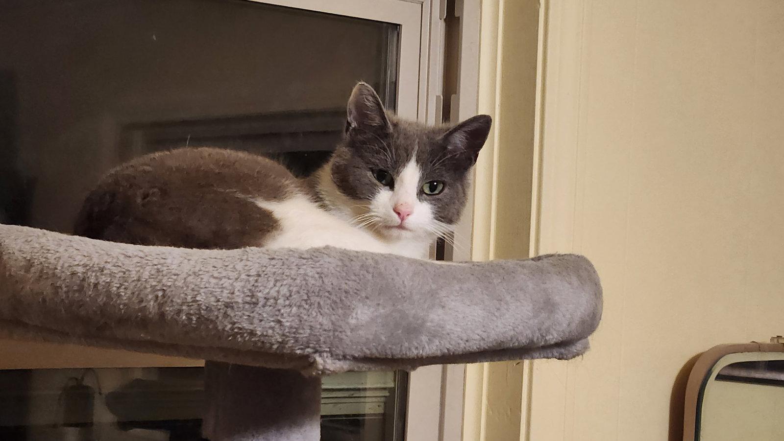 Enlarge Lincoln, a Adoptable Domestic Medium Hair in Blairsville, GA image 1/1