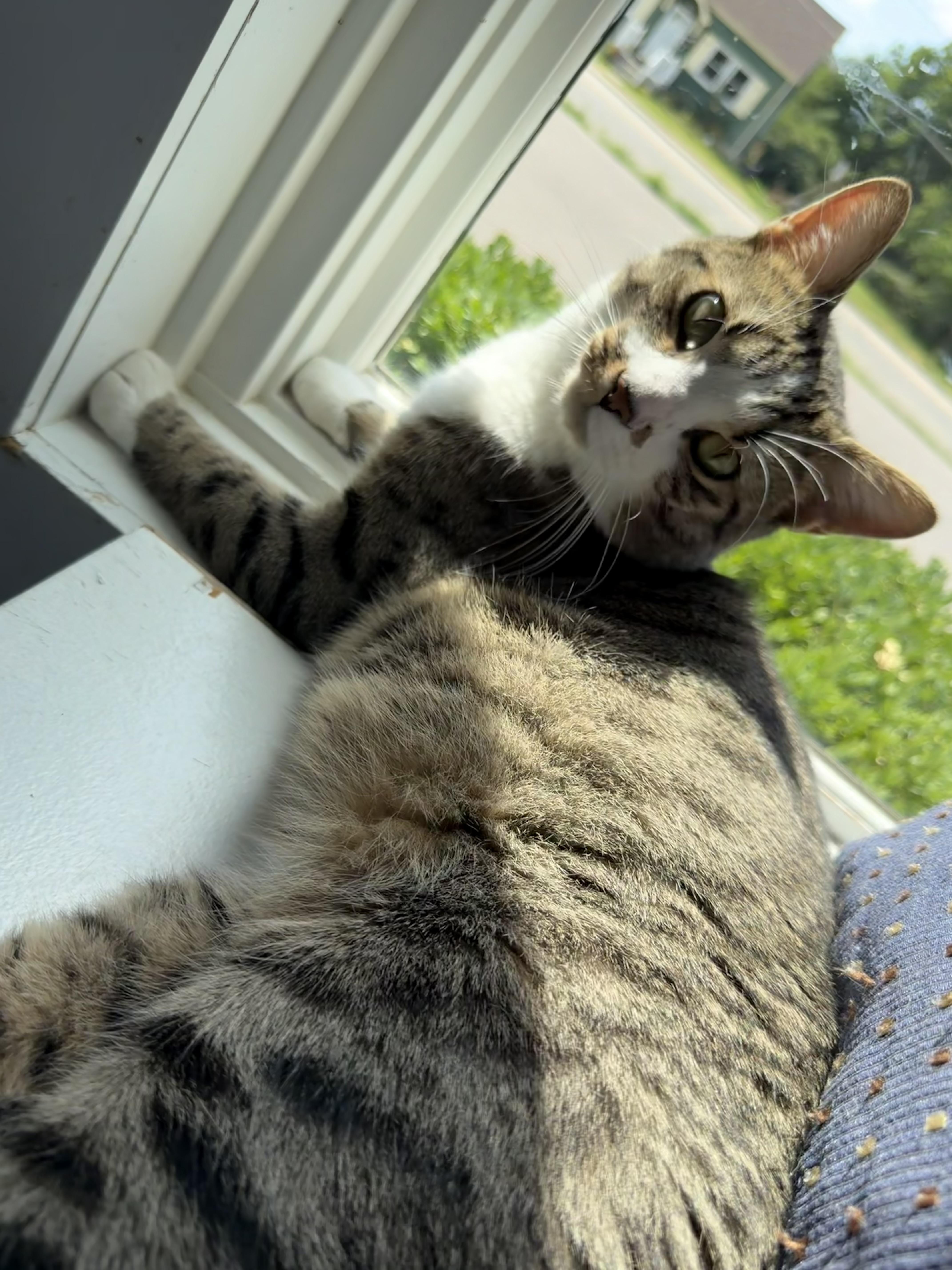 Tofu, an adoption pending Domestic Short Hair in Cincinnati, OH image 6/6