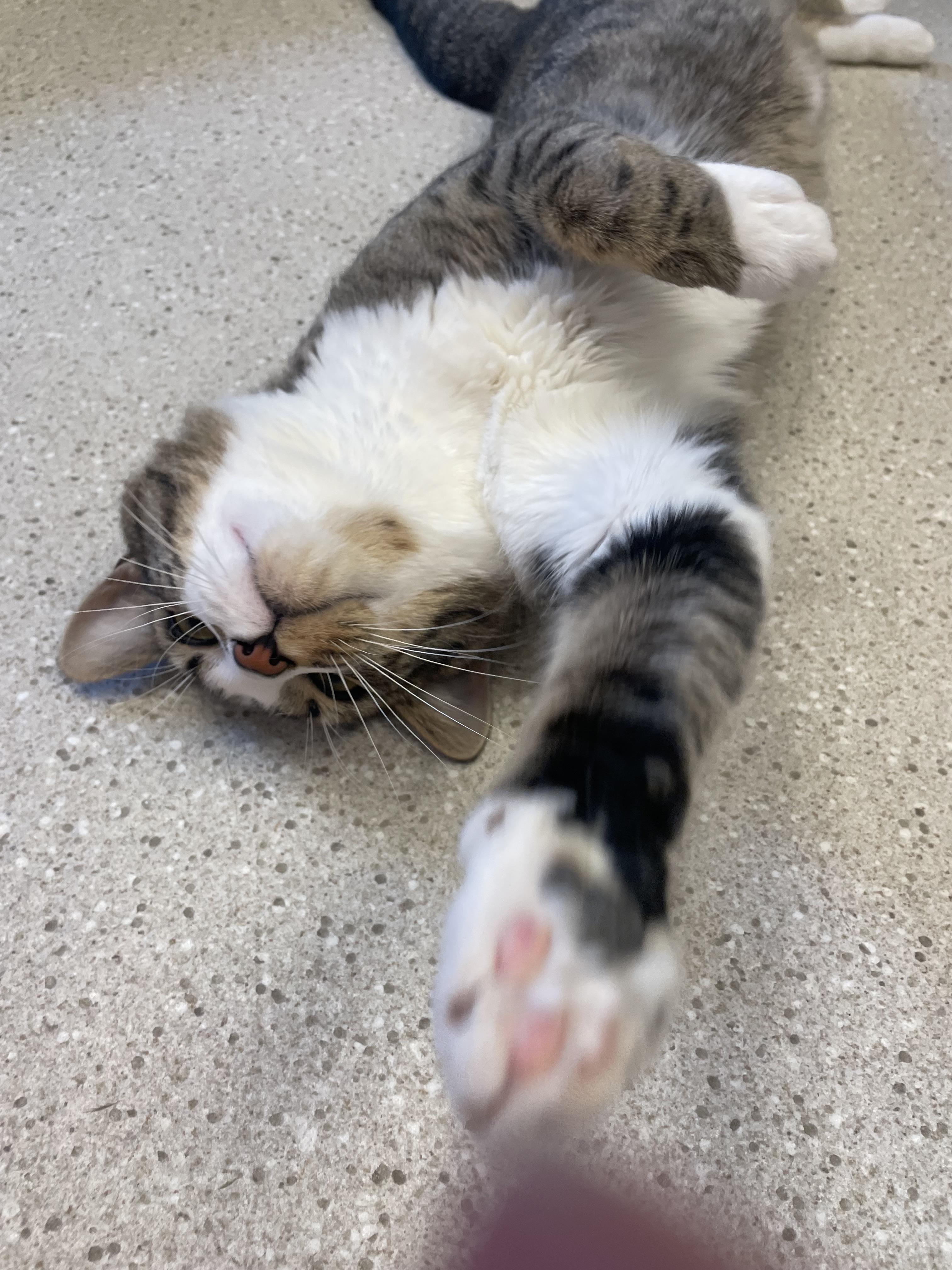 Tofu, an adoption pending Domestic Short Hair in Cincinnati, OH image 3/6