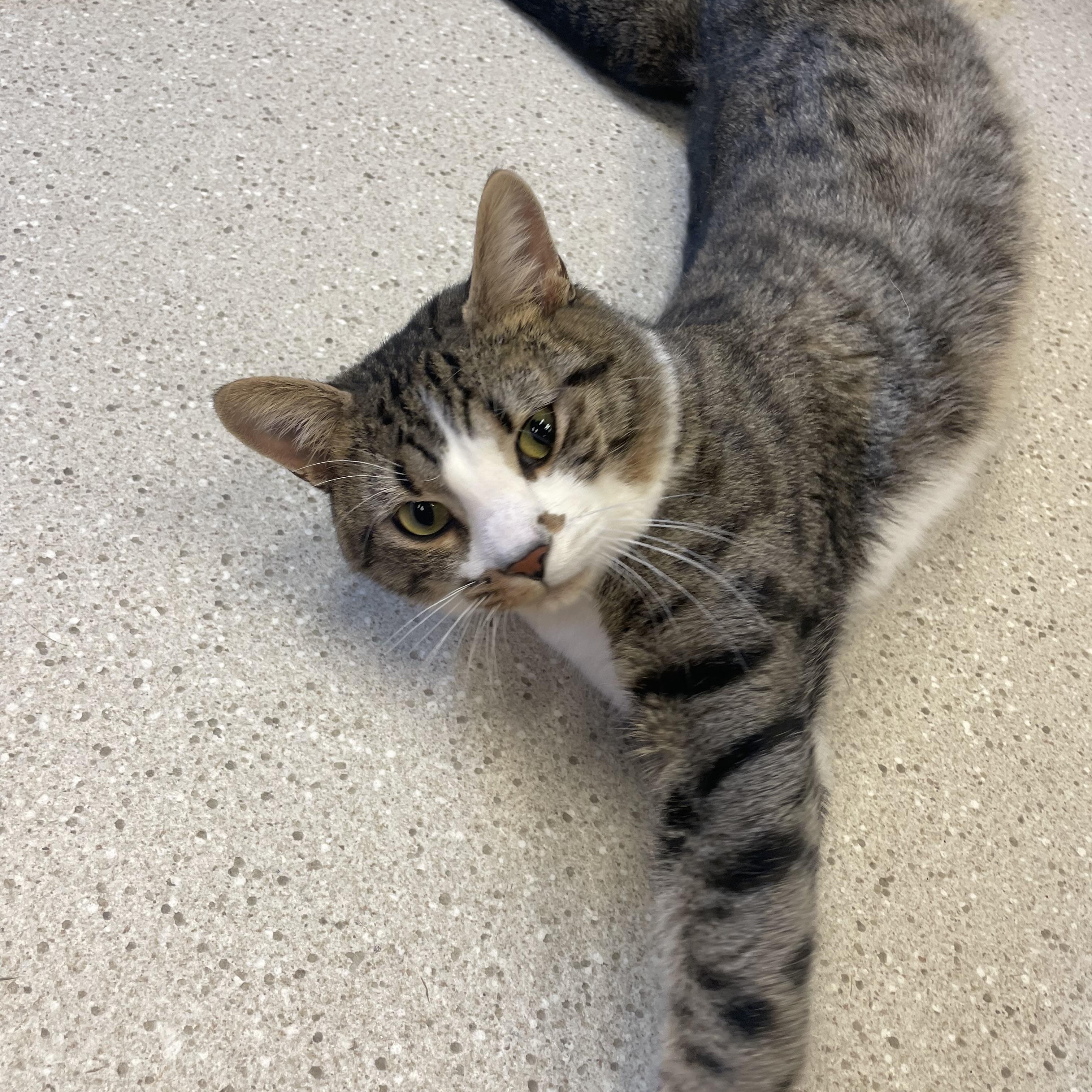 Tofu, adopted, Young Male Domestic Short Hair.