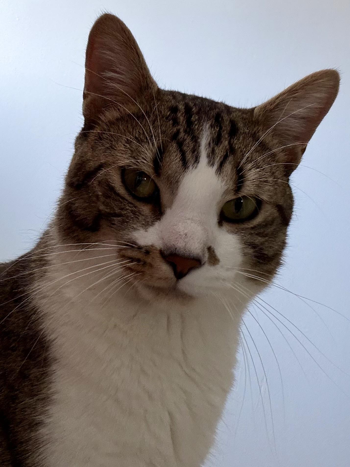 Tofu, an adoption pending Domestic Short Hair in Cincinnati, OH image 2/6