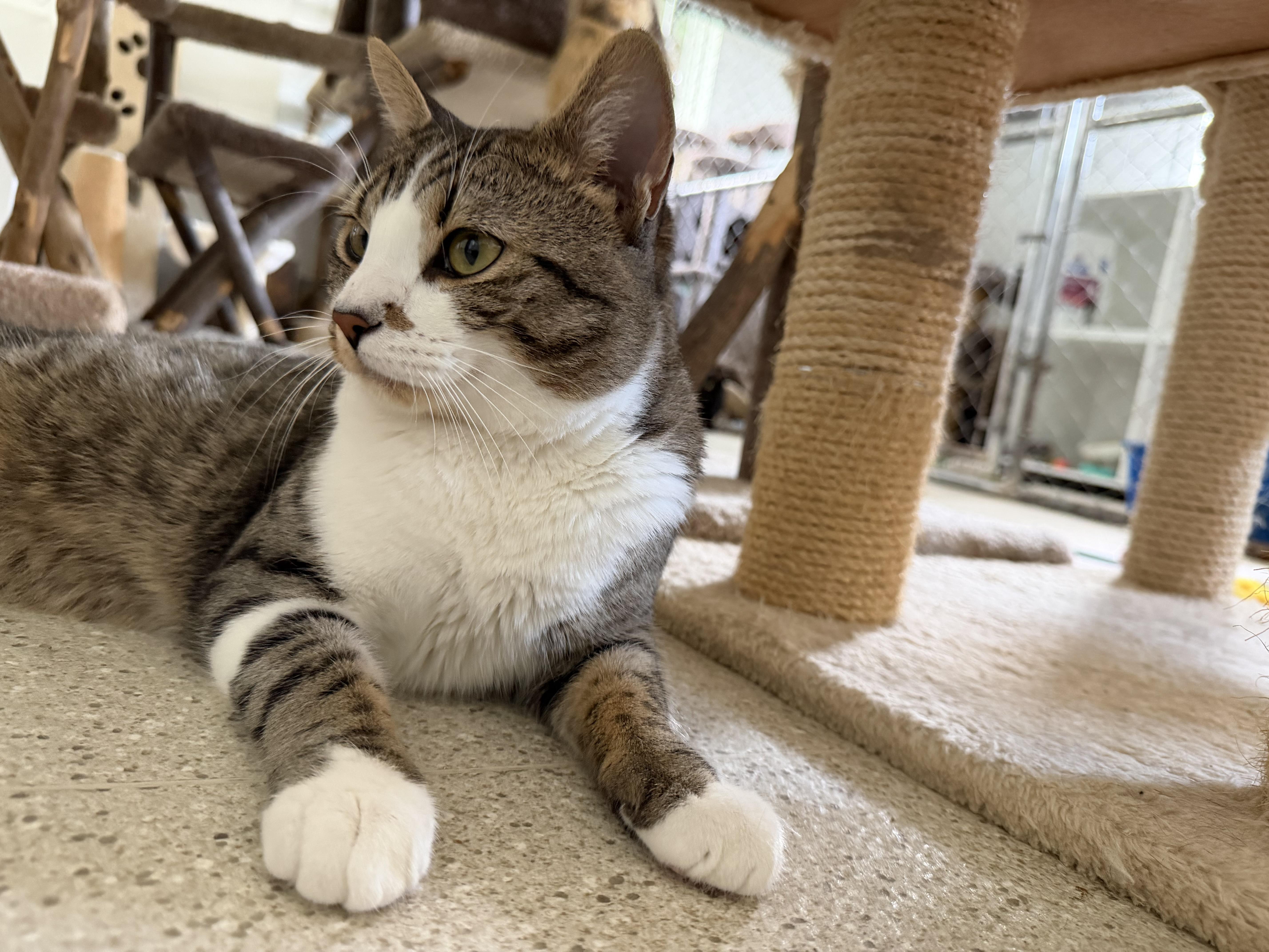 Tofu, an adoption pending Domestic Short Hair in Cincinnati, OH image 5/6